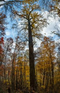 Huge Poplar on the Big Fork Ridge Trail