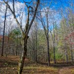 Old Clearing along Big Fork Ridge Trail