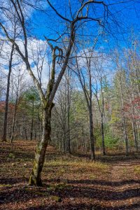 Old Clearing along Big Fork Ridge Trail