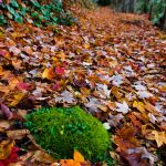 Mossy Patch in Fall Leaves