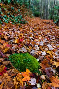 Mossy Patch in Fall Leaves