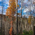 Lone Autumn Tree