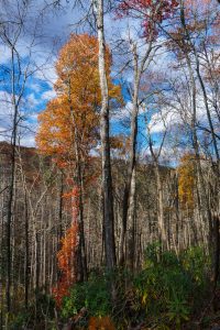 Lone Autumn Tree