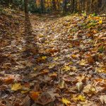 Fall Leaves and Shadow on the Big Fork Ridge Trail