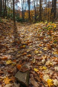 Fall Leaves and Shadow on the Big Fork Ridge Trail