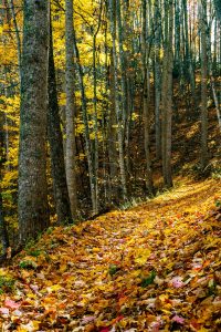 Golden Sunlight on Yellow Leaves