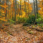 Fall Leaves along the Big Fork Ridge Trail