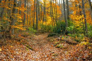 Fall Leaves along the Big Fork Ridge Trail