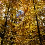 American Beech in Fall