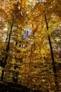 American Beech in Fall