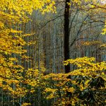 Window of Yellow