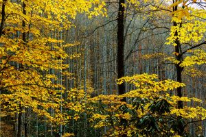 Window of Yellow