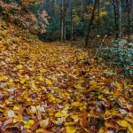 Maple Leaves on the Trail