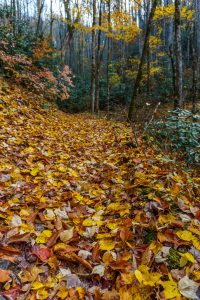 Maple Leaves on the Trail