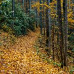 Follow the Yellow-Leaf Road