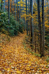 Follow the Yellow-Leaf Road