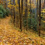 Follow the Yellow-Leaf Road