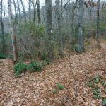 Buck Gap Junction with East Ridge Trail