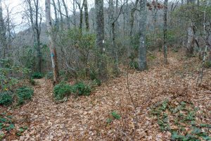 Buck Gap Junction with East Ridge Trail