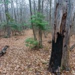 Burnt Tree on the East Ridge Trail