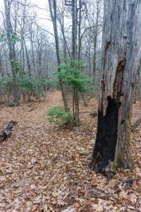 Burnt Tree on the East Ridge Trail
