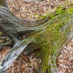 Mossy Roots and Log