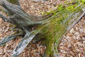 Mossy Roots and Log