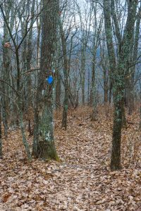 Hickory Ridge Trail Top