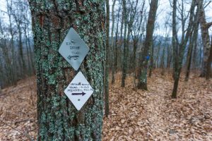 Lookout Mountain Summit