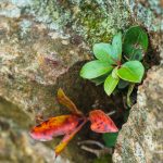 Lichens and Laurels on Lookout