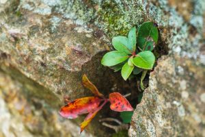 Lichens and Laurels on Lookout