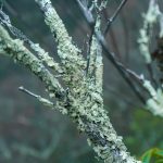 Lichen-Encrusted Laurel Branch