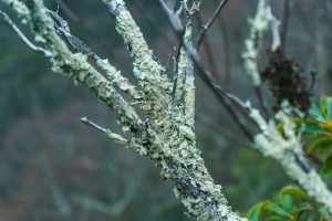 Lichen-Encrusted Laurel Branch