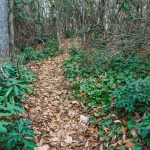 Lookout Trail On the Ridge