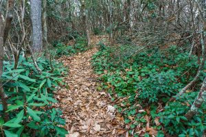 Lookout Trail On the Ridge