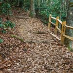 Rail Fence on the Lookout Trail