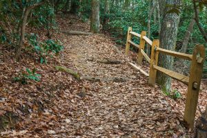 Rail Fence on the Lookout Trail