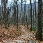 Lookout Trail in the Cove