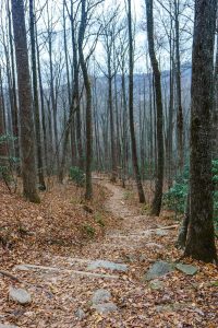 Lookout Trail in the Cove