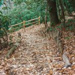 Lookout Trail Steps and Fence