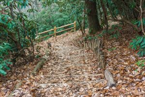 Lookout Trail Steps and Fence