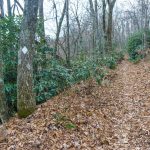 Old Mitchell Toll Road near Buck Gap