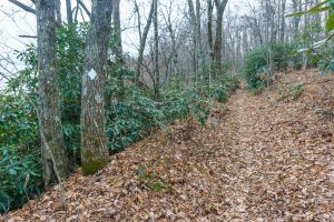 Old Mitchell Toll Road near Buck Gap