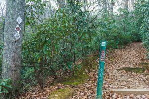 Old Trestle Road from Lookout