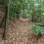 Rhododendron Tunnel on the Old Trestle Road