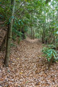 Rhododendron Tunnel on the Old Trestle Road