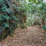 Rock Cut on the Old Trestle Road