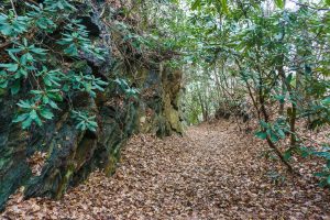 Rock Cut on the Old Trestle Road