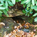 Water Source at the Old Trestle Road Shelter