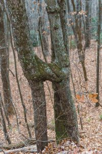 Conjoined Trees